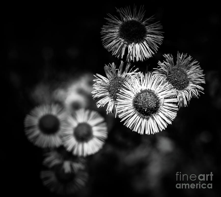 Daisies Photograph by Coral Stengel
