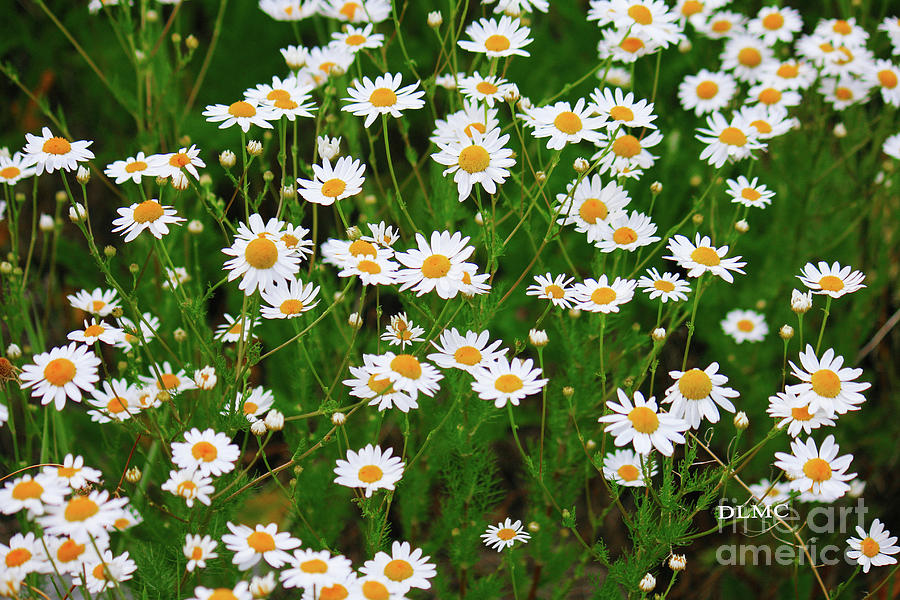 Daisies Photograph by Donna L Munro