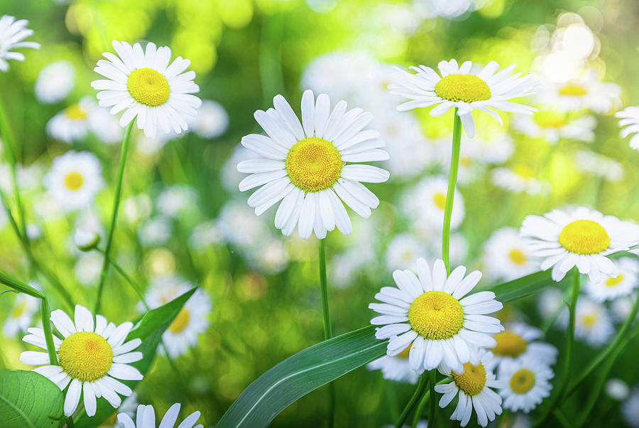 Daisy Photograph - Daisies  Spring Bloom Flowers by Jordan Hill