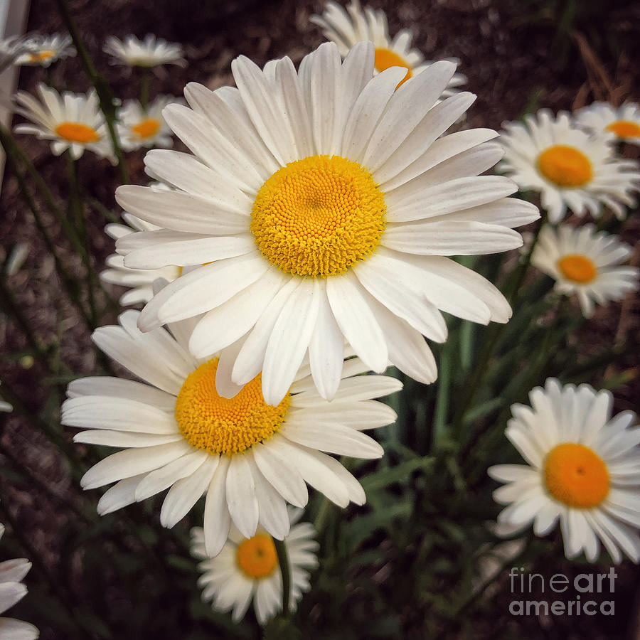 Daisies Galore Photograph By Miriam Danar Fine Art America