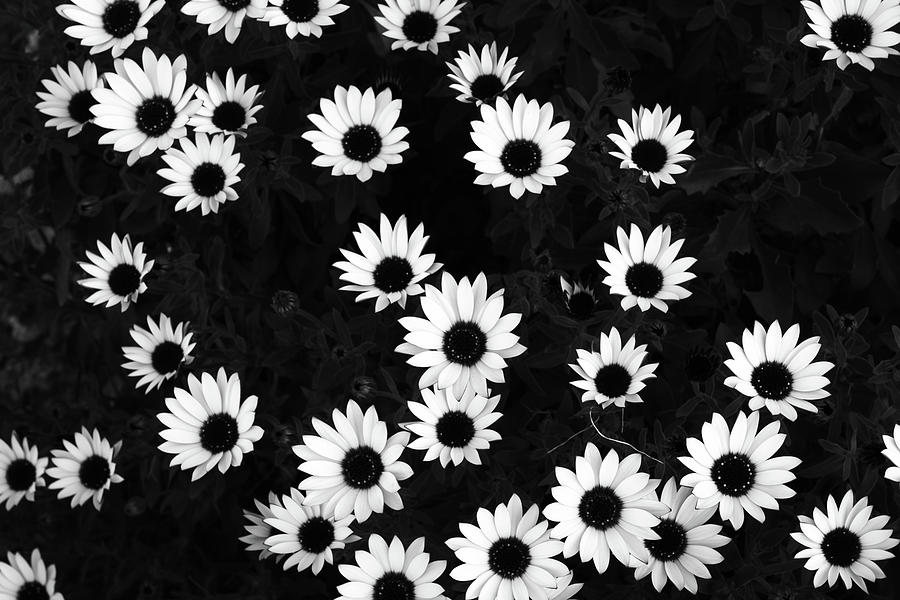 Daisies Photograph by Gary Browne