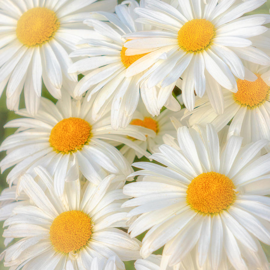 Daisies in a Square Photograph by Rod Best