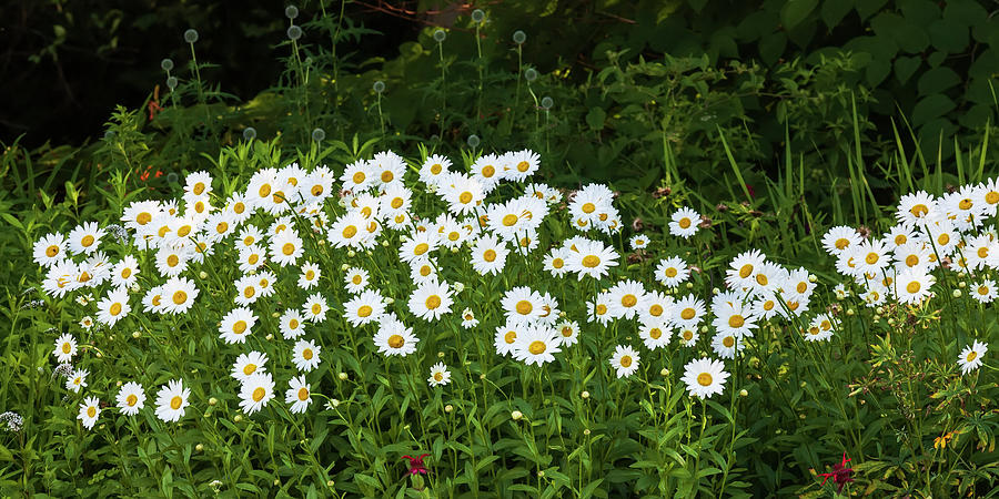Daisies In Bloom Photograph by Alan L Graham