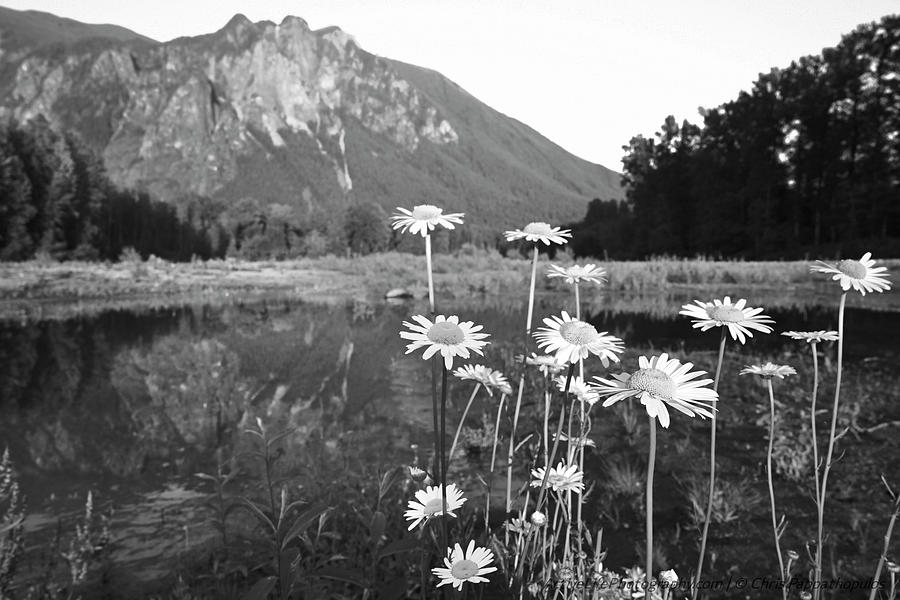 Daisies in Front of Mount SI Photograph by Chris Pappathopoulos Daisies in Front of Mount SI Photograph by Chris Pappathopoulos