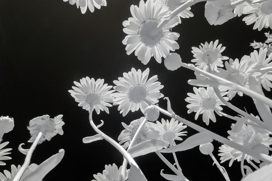 Daisies in Infrared Photograph by Liza Eckardt