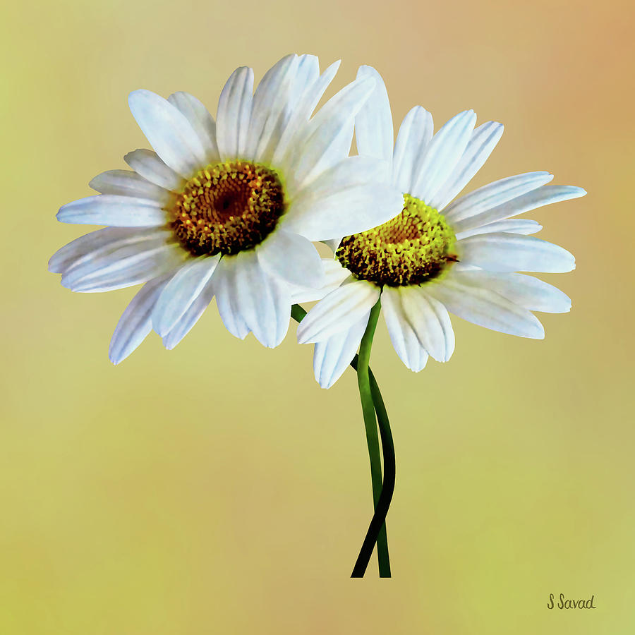 Daisy Photograph - Daisies In Love by Susan Savad