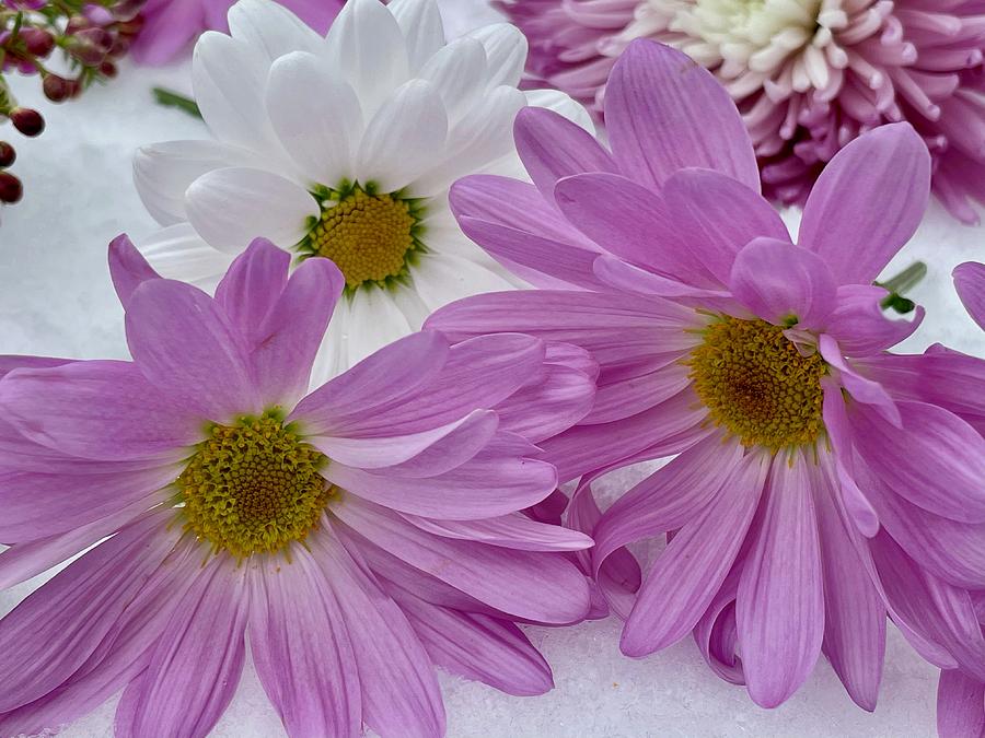 Daisies In Snow Photograph by Cheryl Scanlan - Fine Art America