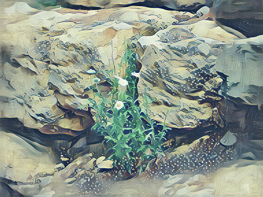Daisies in the Boulders Mixed Media by Christopher Reed