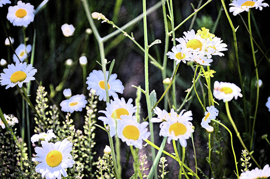 Daisies In The Sun Digital Art by Eric Forster