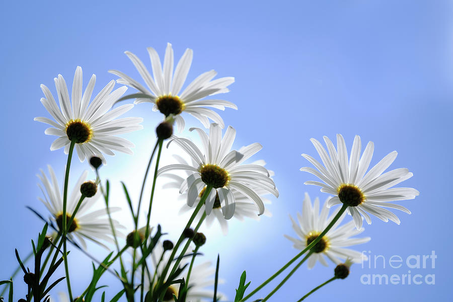 Daisies In The Sun Photograph by Neil Maclachlan