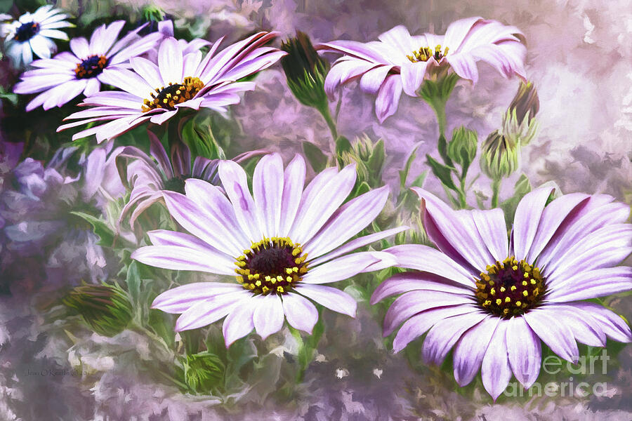 Daisies Digital Art by Macro Abundance Art Daisies Digital Art by Macro Abundance Art