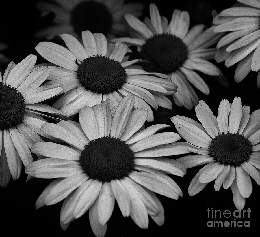 Daisies Photograph by Jimmy Chuck Smith