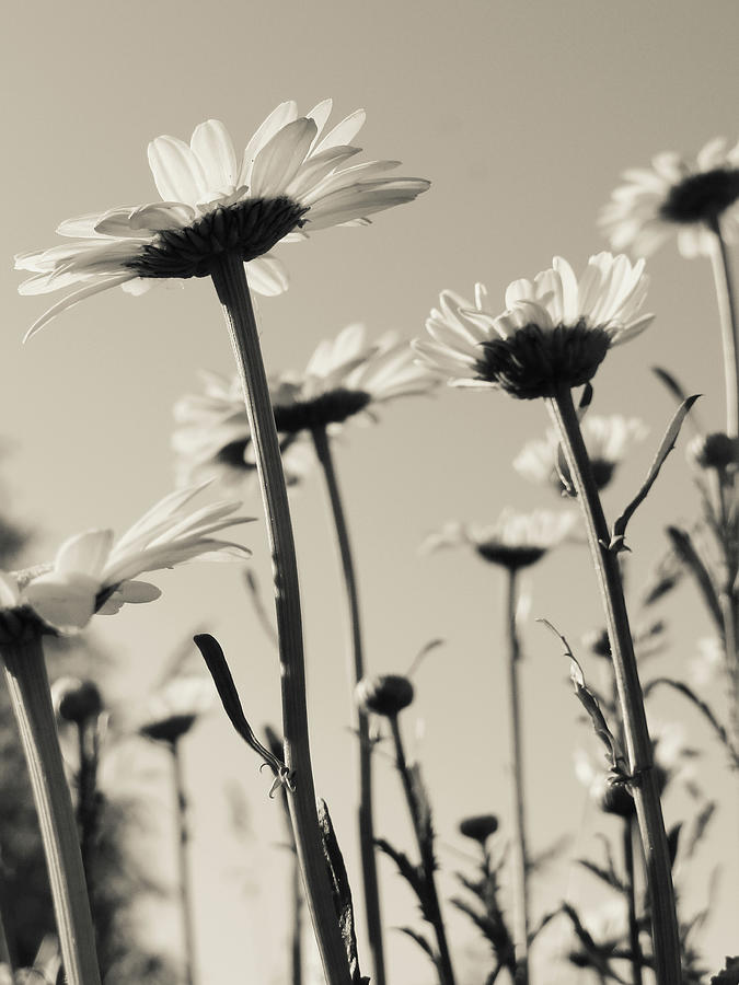 Daisies Photograph by Julia Wilcox