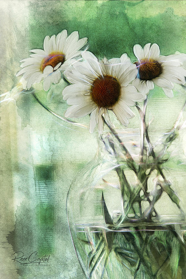 Daisies Just Make You Smile No.2 Photograph by Rene Crystal