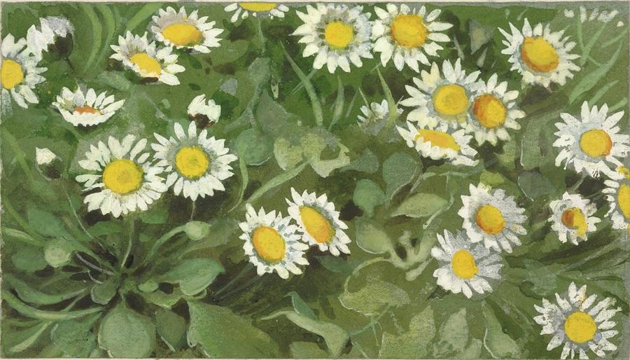 Flower Painting - Daisies by Lilias Trotter