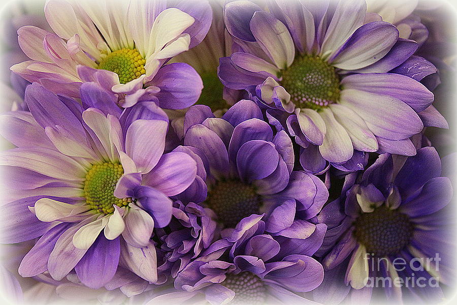 Daisies Lovely in Lavender and White Photograph by Dora Sofia Caputo