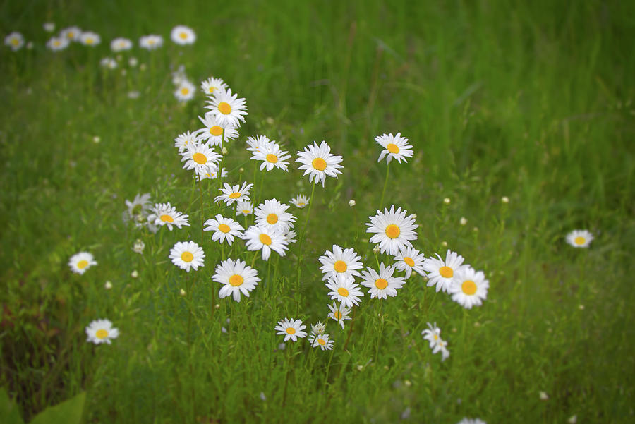 Daisies Photograph by Loyd Towe Photography