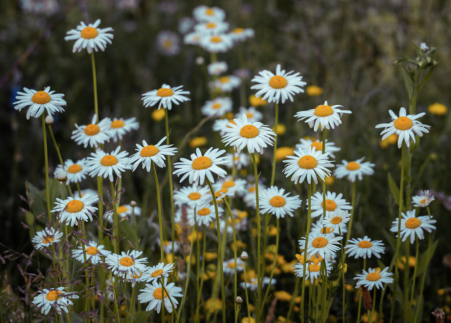 Daisies meadow Photograph by Lilia S