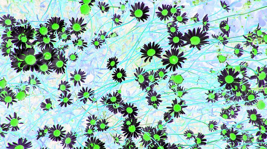 Daisies of Green Photograph by Missy Joy