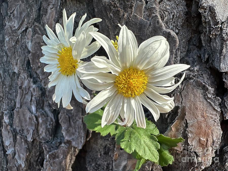 Daisies on a Pine Tree Photograph by Catherine Wilson