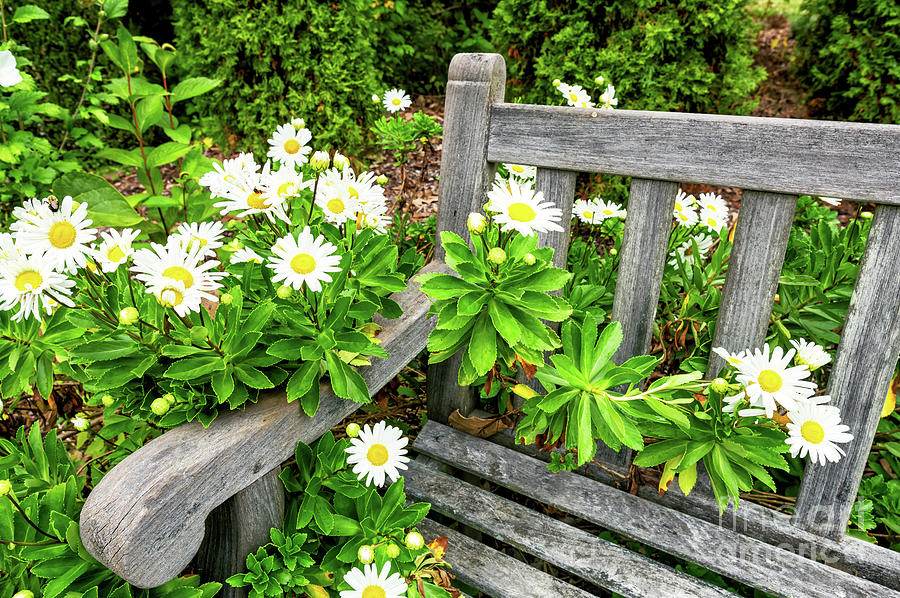 Daisies on the Bench at the New Jersey Botanical Gardens Photograph by John Rizzuto