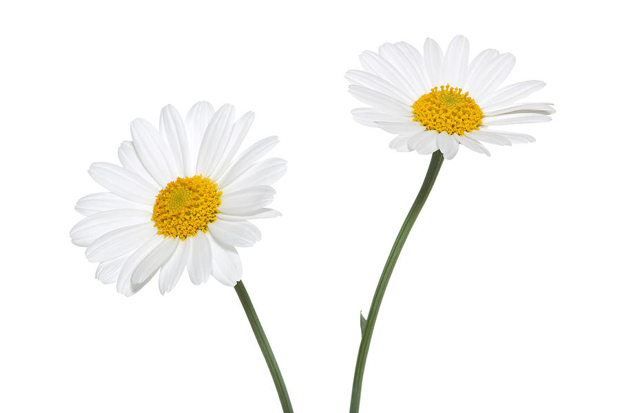 Daisies on white background Photograph by Sbayram