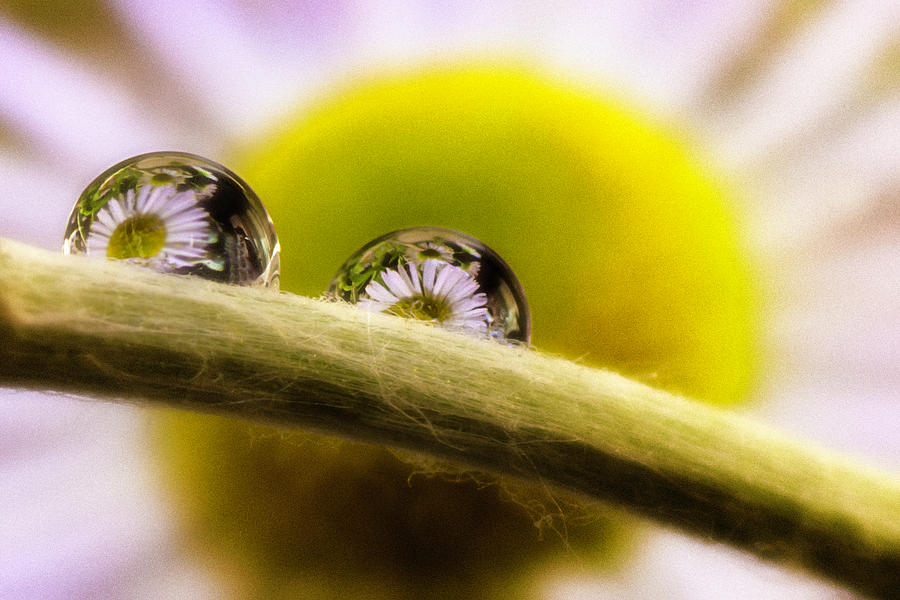 Daisies reflecting in waterdrop Photograph by Wolfgang Stocker
