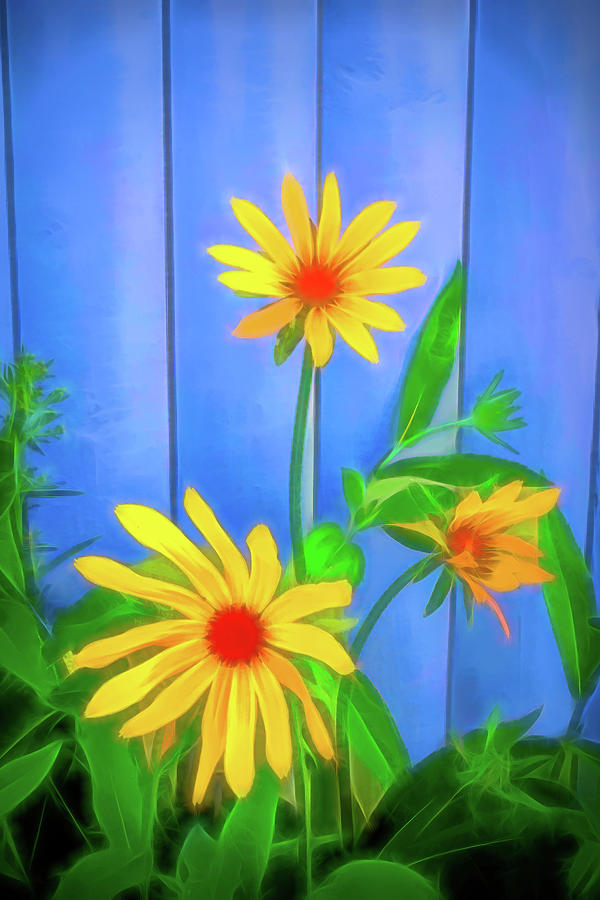 Daisies Reimagined Photograph by Jerry Griffin