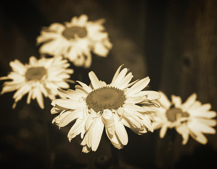 Daisies Sepia Photograph by Michael Saunders
