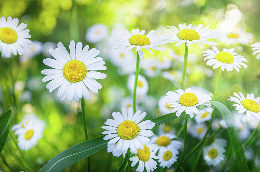 Daisies Spring Blooming Flowers. Photograph by Jordan Hill