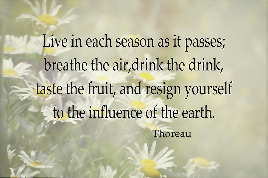 Daisies With Text Thoreau Quote  Photograph by Ann Powell