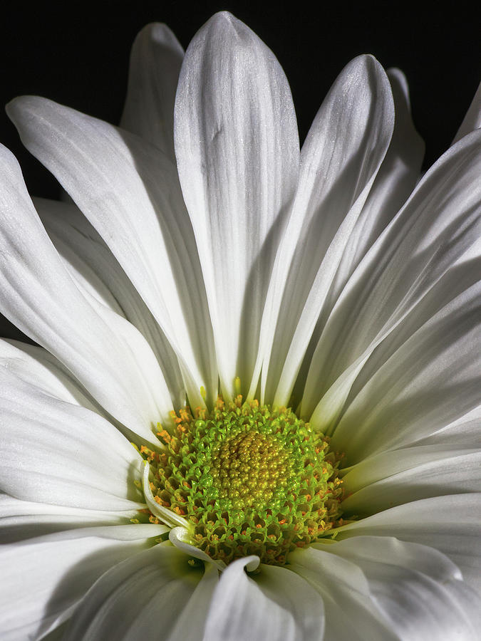 Nature Photograph - Daisy 2 by Richard Rizzo