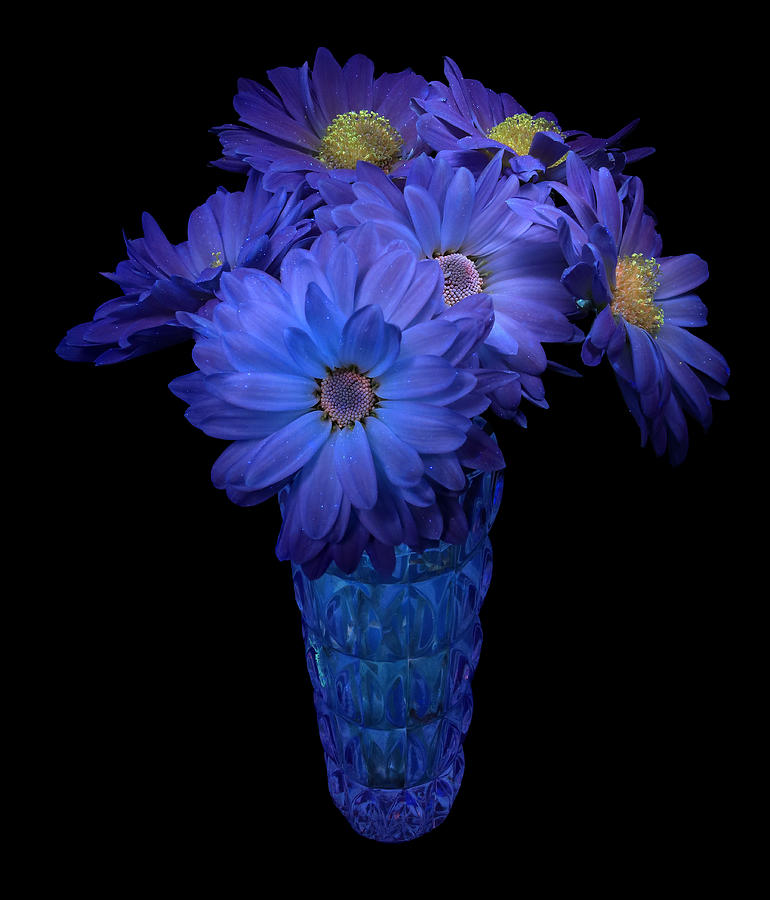 Daisy 3 UV Photograph by Shane Bechler Daisy 3 UV Photograph by Shane Bechler