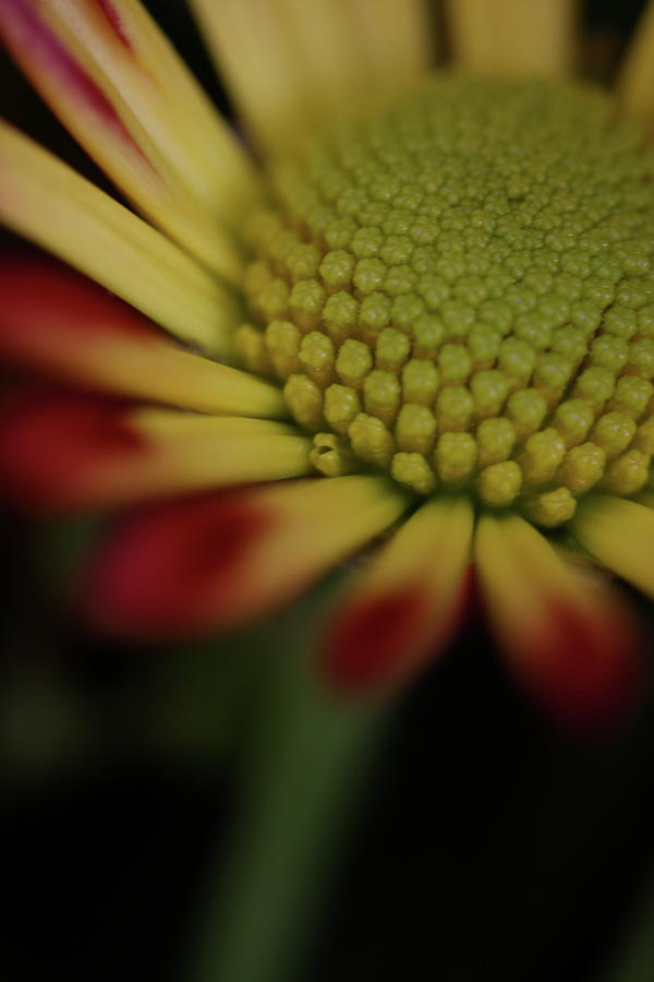 Nature Photograph - Daisy 6016 by Julie Powell