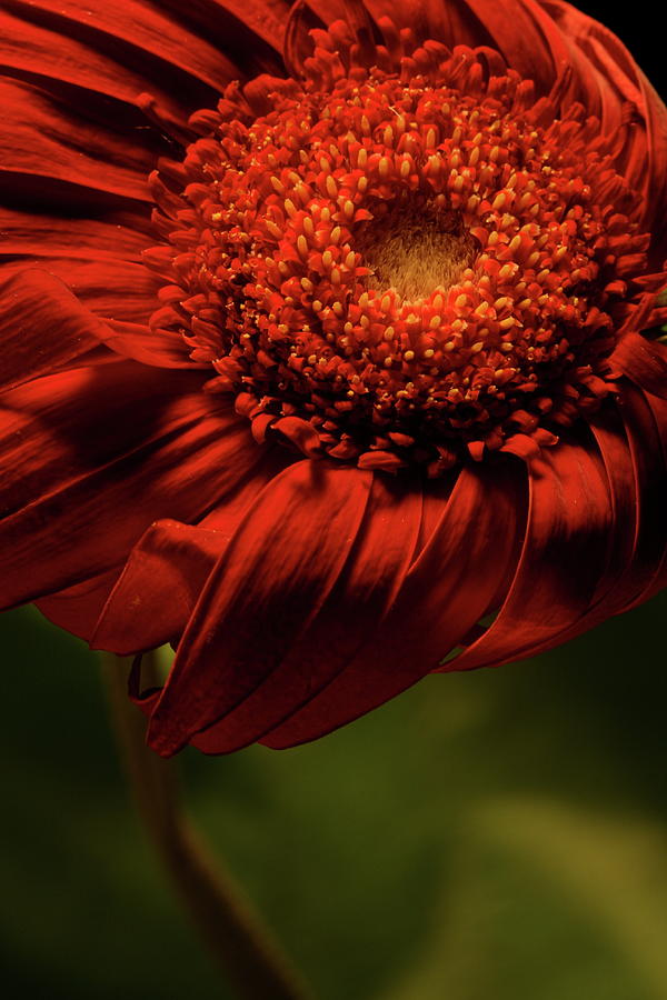 Flowers Still Life Photograph - Daisy 9783 by Julie Powell