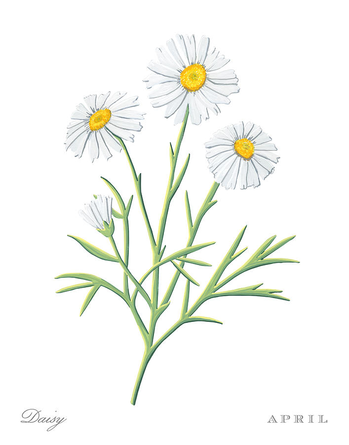 Daisy April Birth Month Flower Botanical Print on White - Art by Jen Montgomery Painting by Jen Montgomery