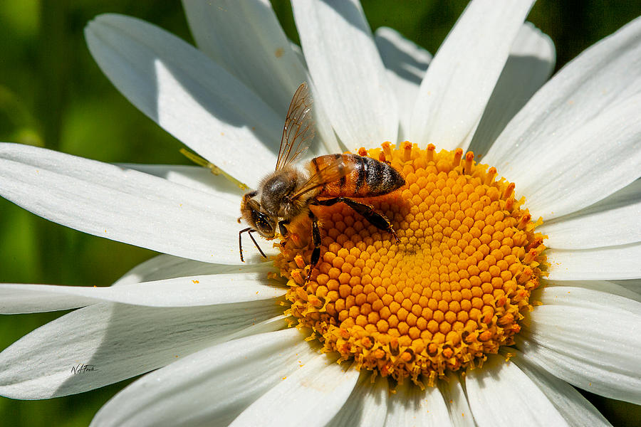 Daisy Bee Pyrography by Bill Fowle - Fine Art America