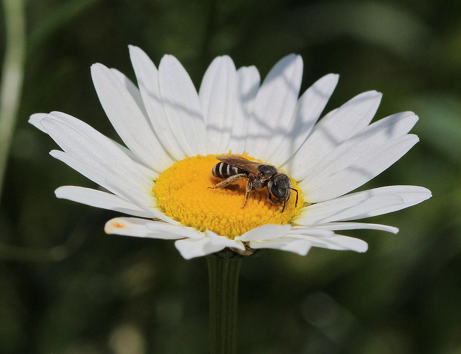 Daisy Bee Photograph by Scotty Alston - Fine Art America