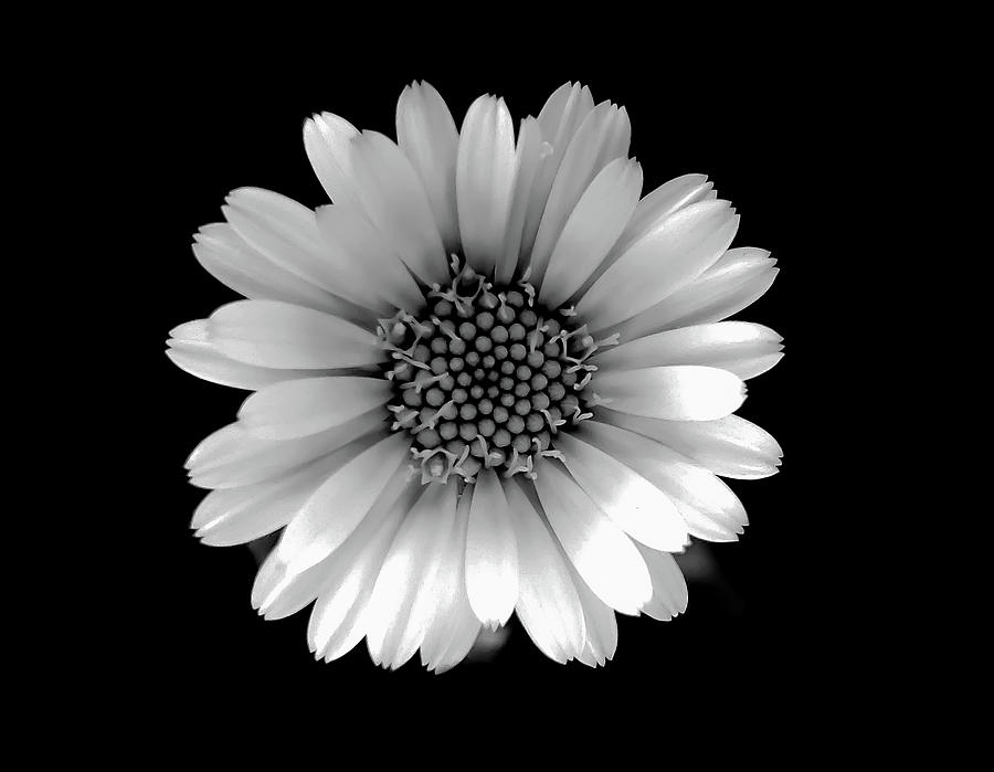 Daisy Black and White Photograph by Joan Han