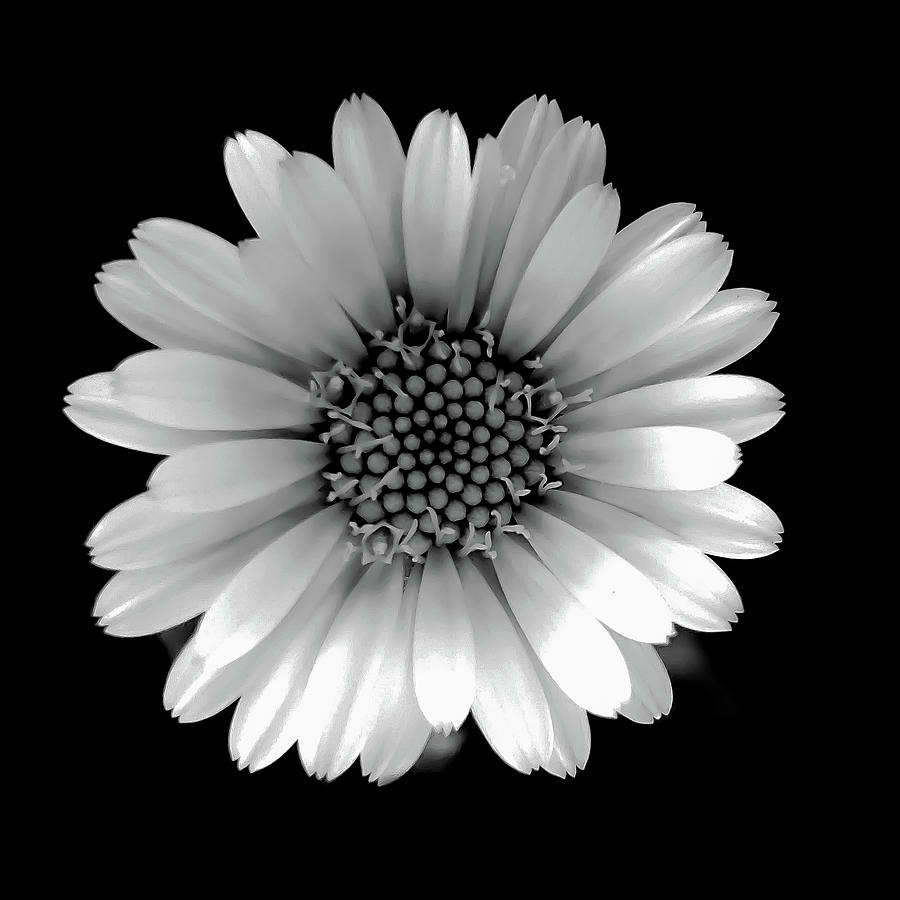 Daisy Black and White Square Photograph by Joan Han