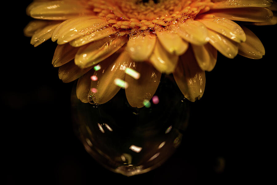 Daisy Bubbles Photograph by David Patterson Daisy Bubbles Photograph by David Patterson