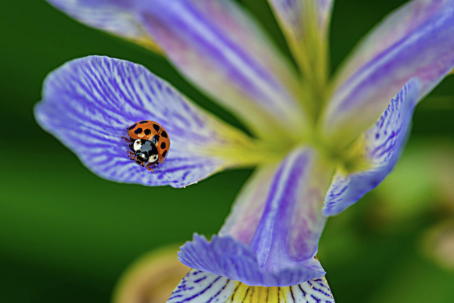 Daisy bug Photograph by Lendon - Fine Art America