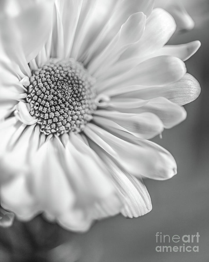 Black And White Photograph - Daisy BW by Edward Fielding