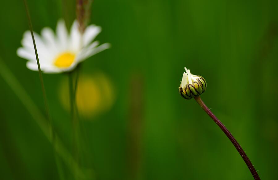 Daisy By Nature Photograph by Neil R Finlay