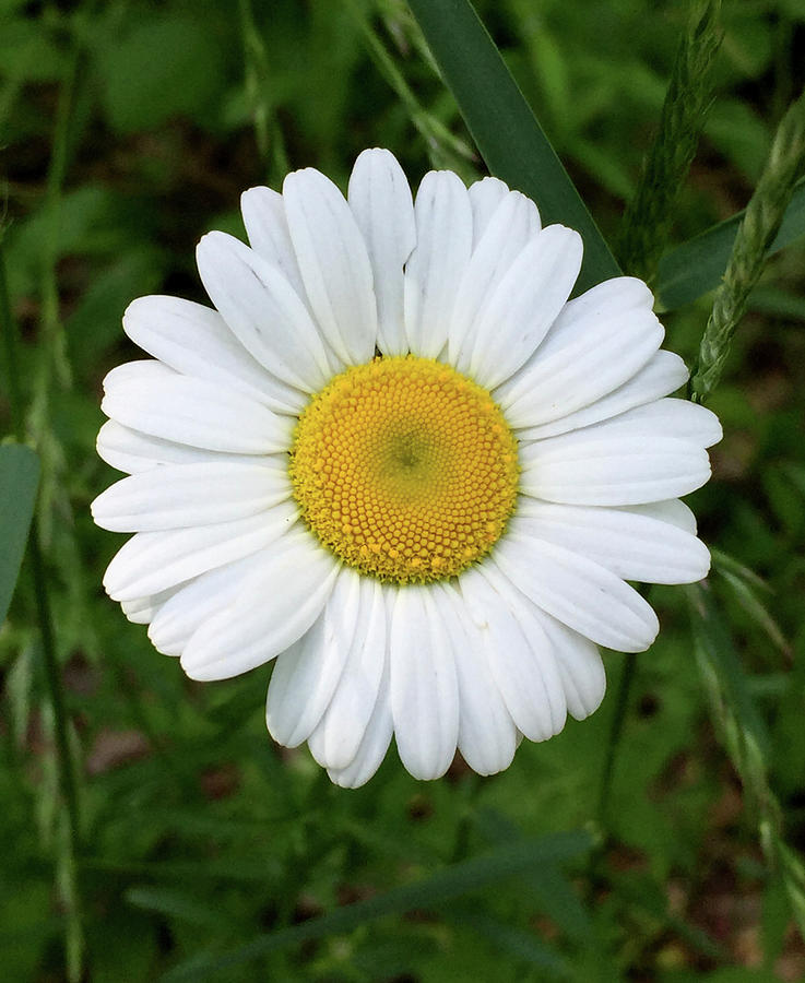 Daisy By The Roadside Photograph