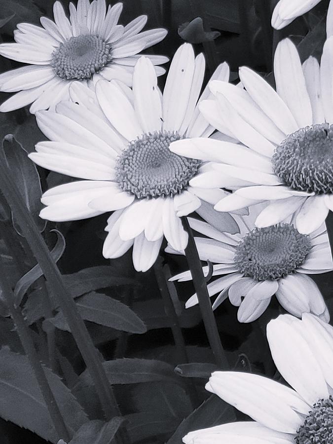 Daisy Cascade Photograph by Betsy Lewis | Fine Art America