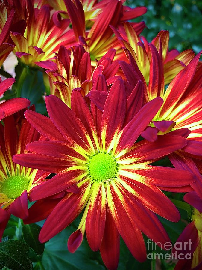 Daisy Chrysanthemum  Photograph by J Hale Turner
