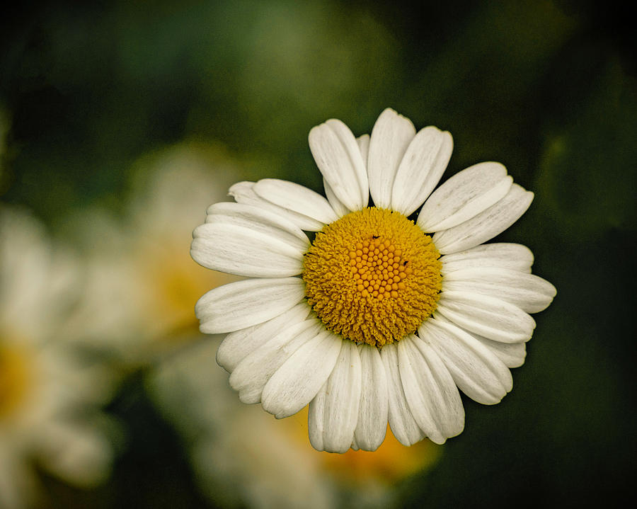 Daisy Close Up Photograph by Lindsay Thomson