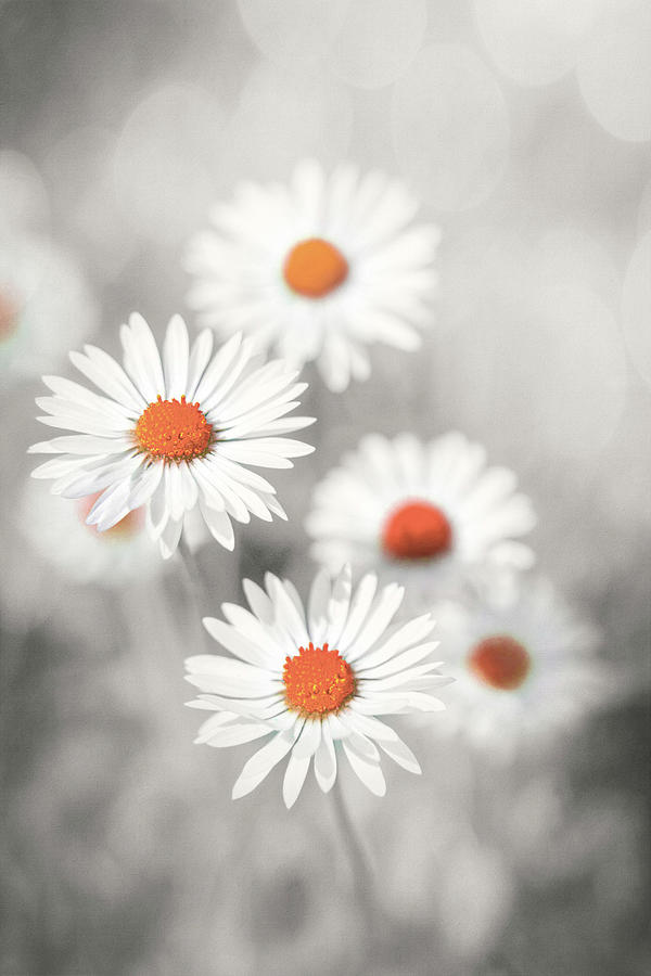 Daisy Cluster Selective Color Photograph