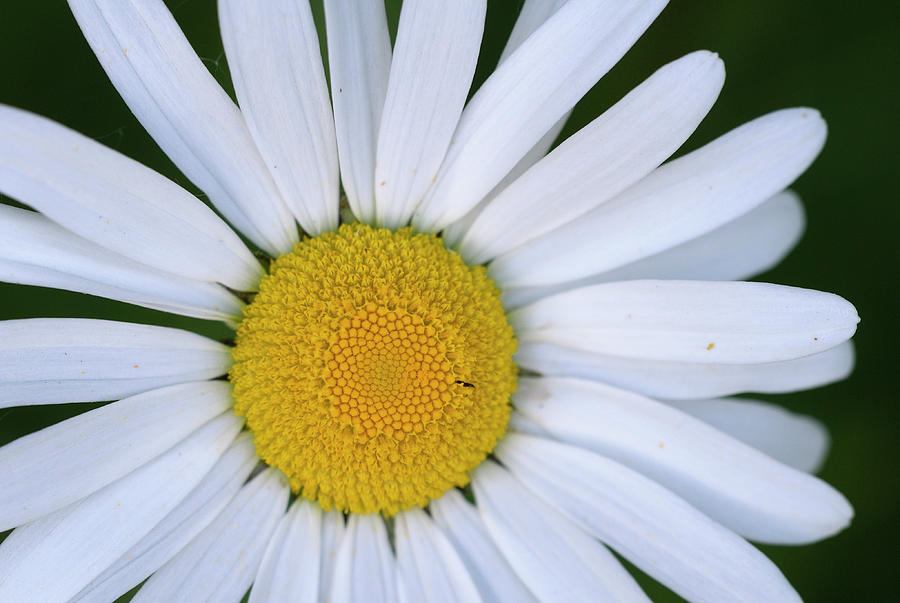 Daisy, Cowichan Valley, Vancouver Island, British Columbia Photograph